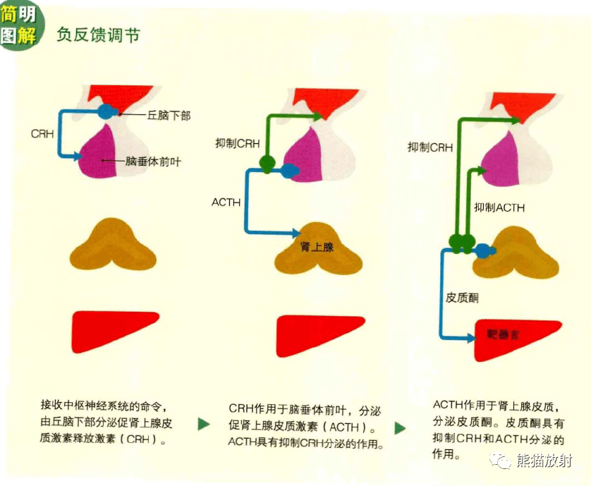 内分泌腺示意图图片