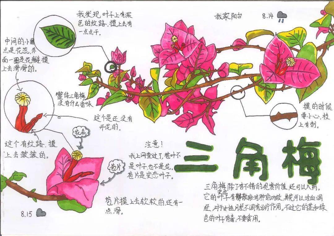 作品_创作_植物园