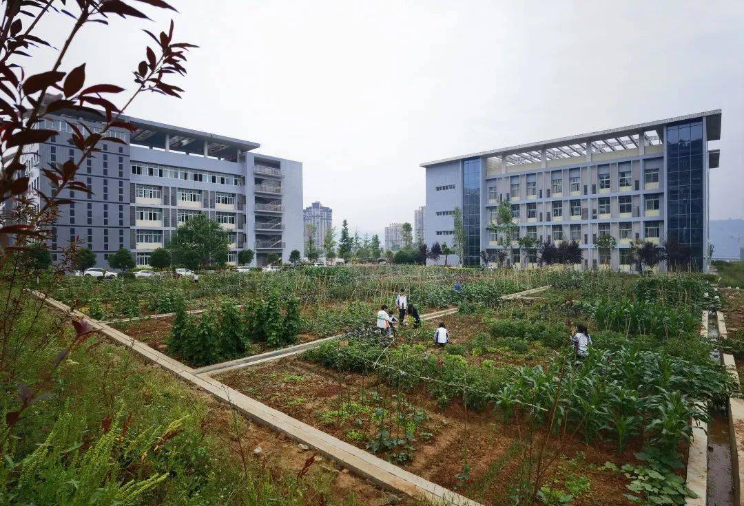 双减在行动91丨巴中市西华师大巴附中劳动育人有方减压助学有力