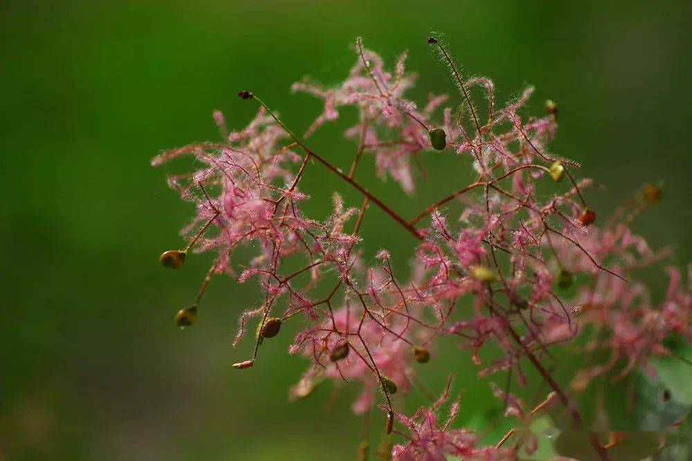 【渠阳百花赏】22:毛茸茸的黄栌花_粉红色_满山红_花开很