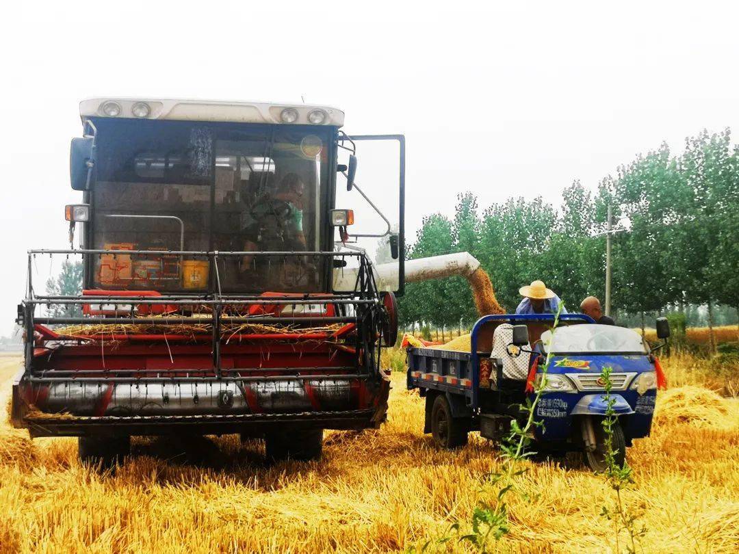 收麦子_收割机_伯伯_麦穗