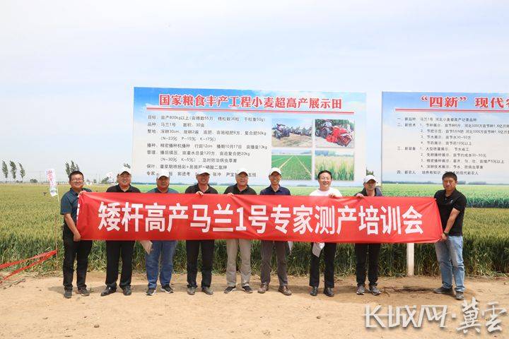 河北小麦马兰1号测产再创新高亩产最高82328公斤