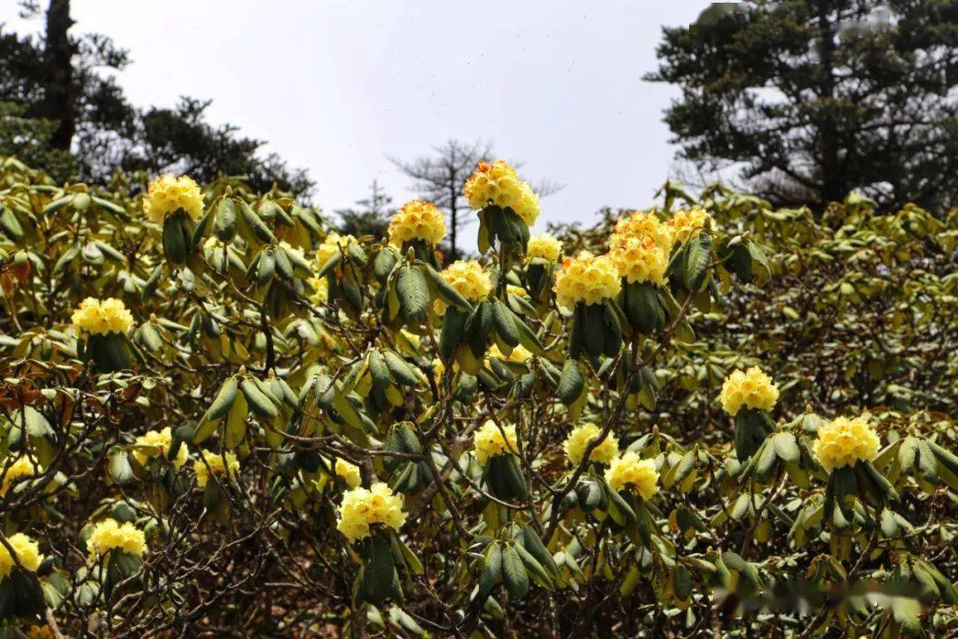 美美美苍山洗马潭杜鹃花盛放拍照赏花正当时