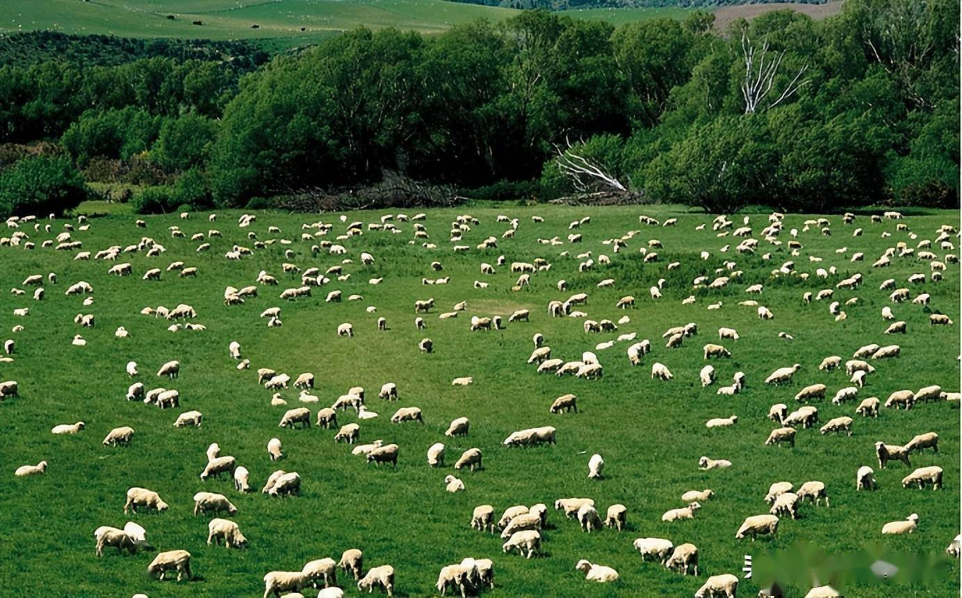 图片素材 : 野生动物, 牧场, 哺乳动物, 农业, 羊毛, 动物群, 羊群, 脊椎动物, 牛山羊家庭 1920x1264 ...