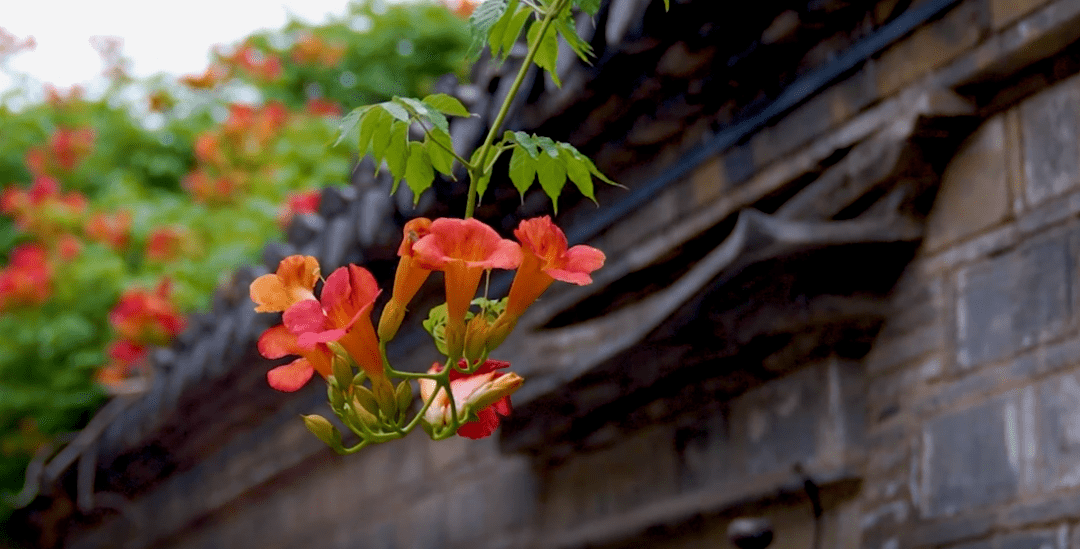 老门东花图片