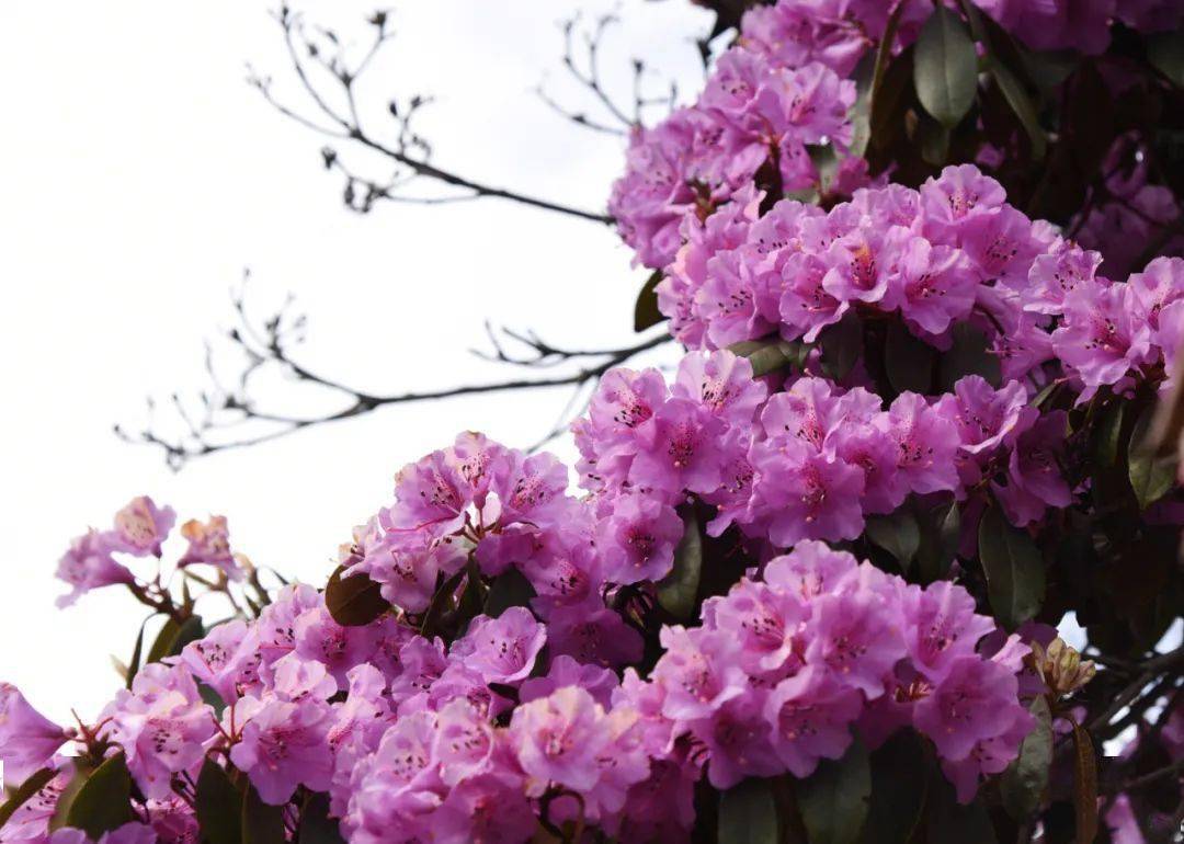 行摄云南林那谷杜鹃盛放