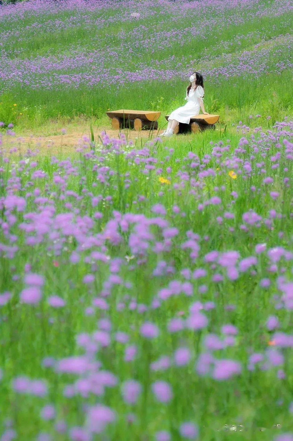 武汉市区最大的紫色花海 地铁直达速来 蜀葵 公园 花花