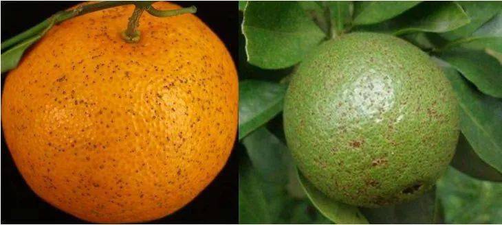 多种原因导致的柑橘花皮果,要从幼果预防