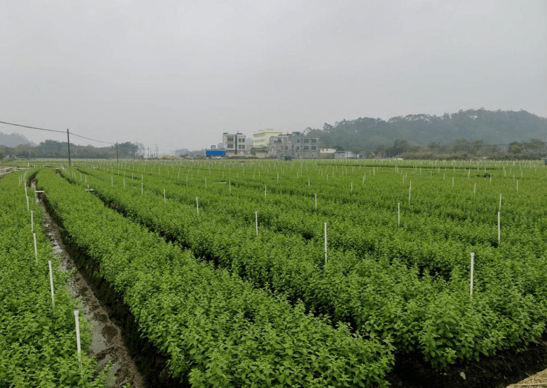 大塘镇大塘村枸杞菜种植枸杞菜的种植对劳动力要求不严,投资少见效快