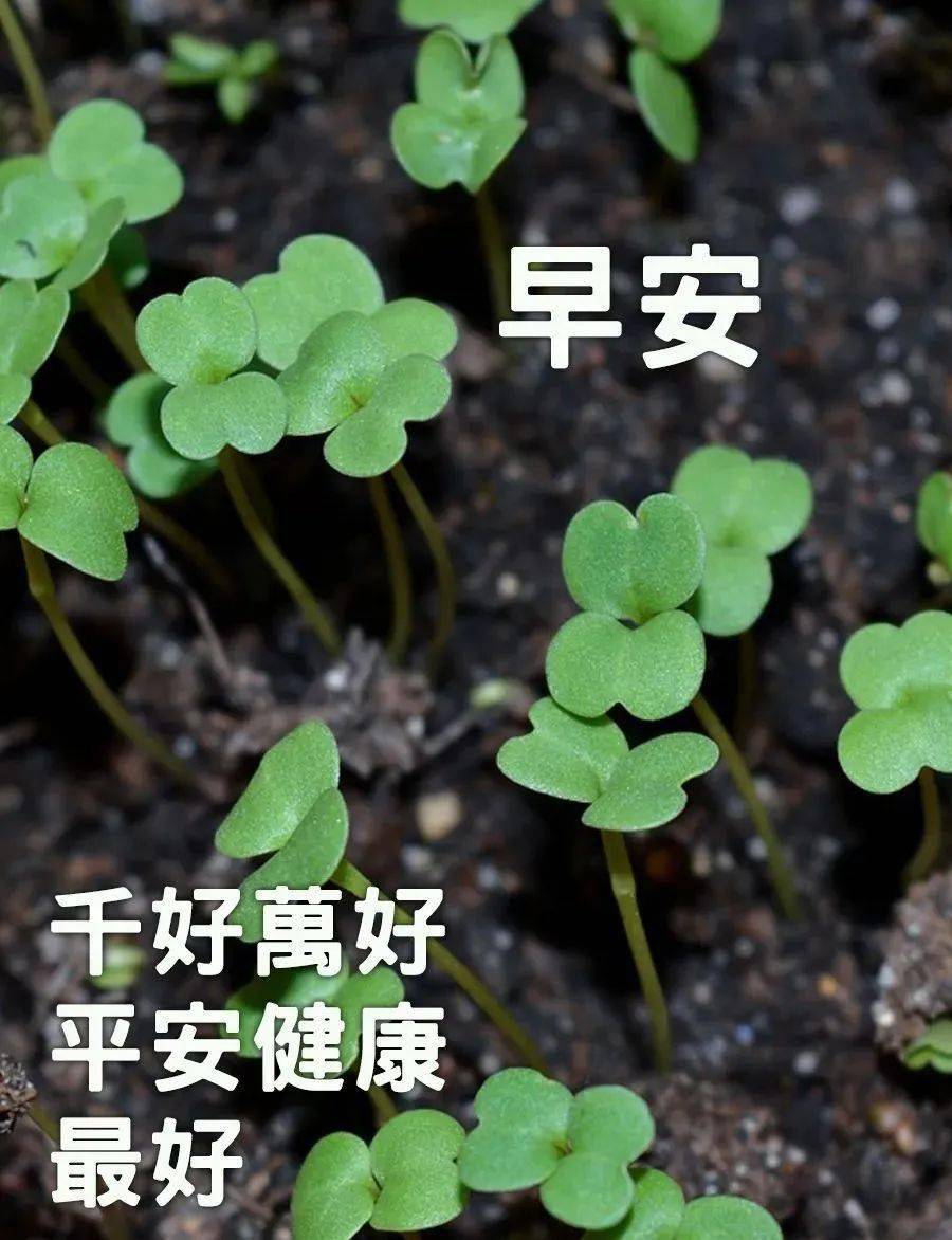 8张最新漂亮夏天风景早上好图片带字带祝福好看的朋友圈早安问候祝福
