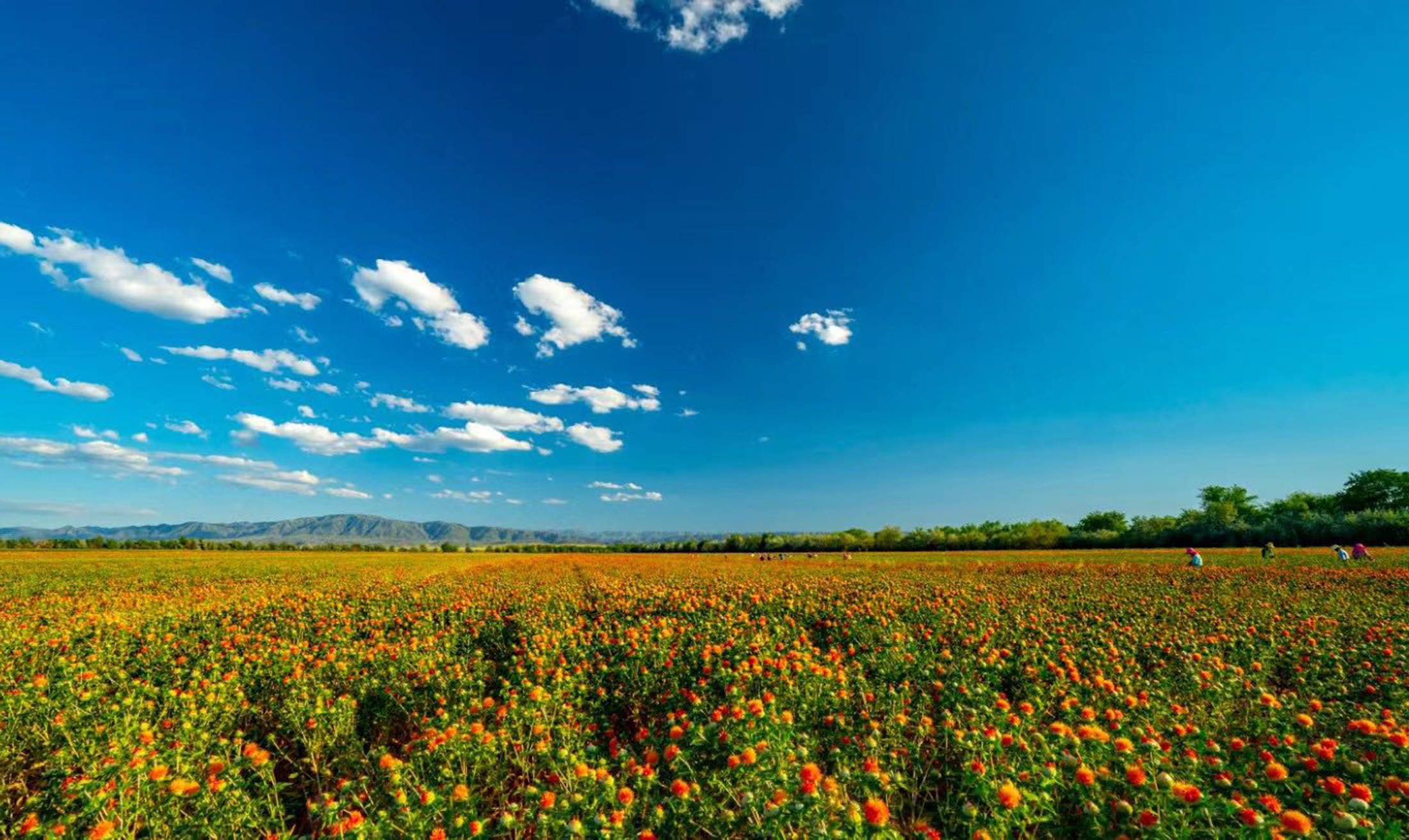 新疆边境县:满山红花成"金"花_裕民县_塔城地区_新华社