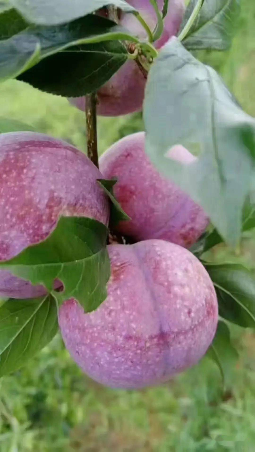 信宜三华李大量上市啦看到都流口水