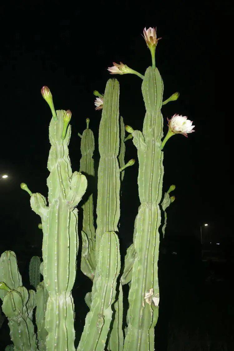 你好大自然第229期鬼面角