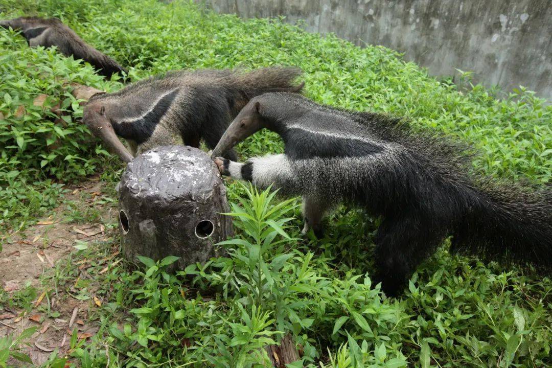 奇妙的動物大食蟻獸