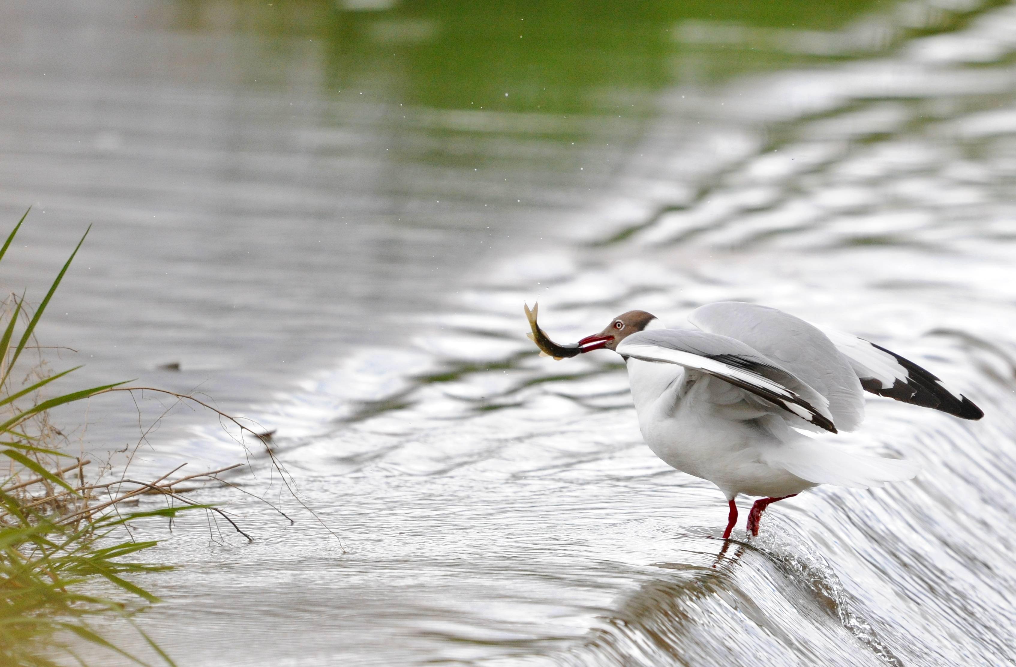 拉鲁湿地生机盎然