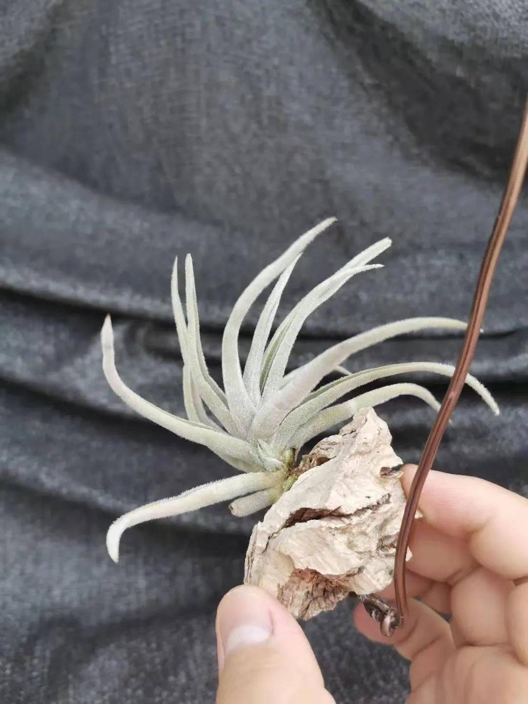 空气凤梨欣赏分享一些近期大家提供的微型种空气凤梨图片