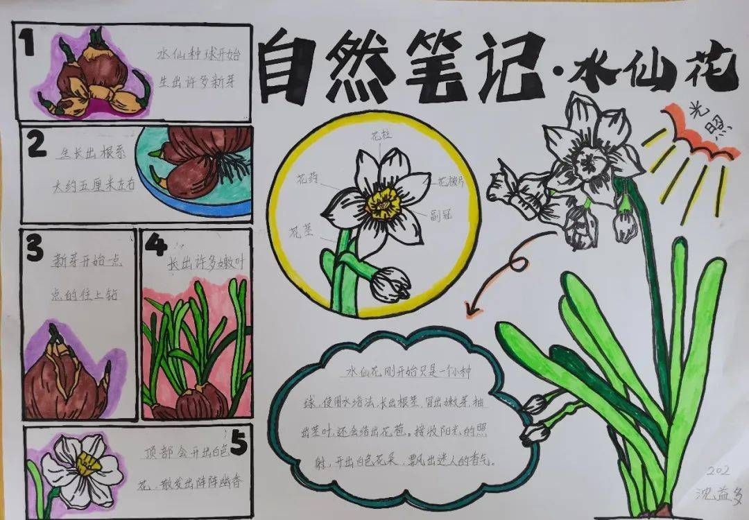触碰自然描绘乐趣实小集团第十八届读书节之自然笔记大赛优秀作品展