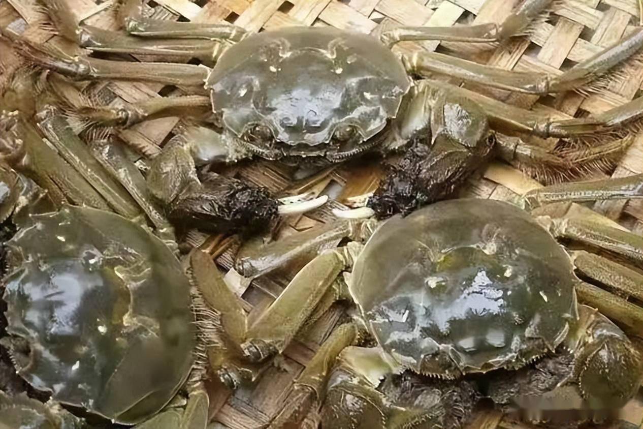 洪湖德发大规格河蟹养殖案例