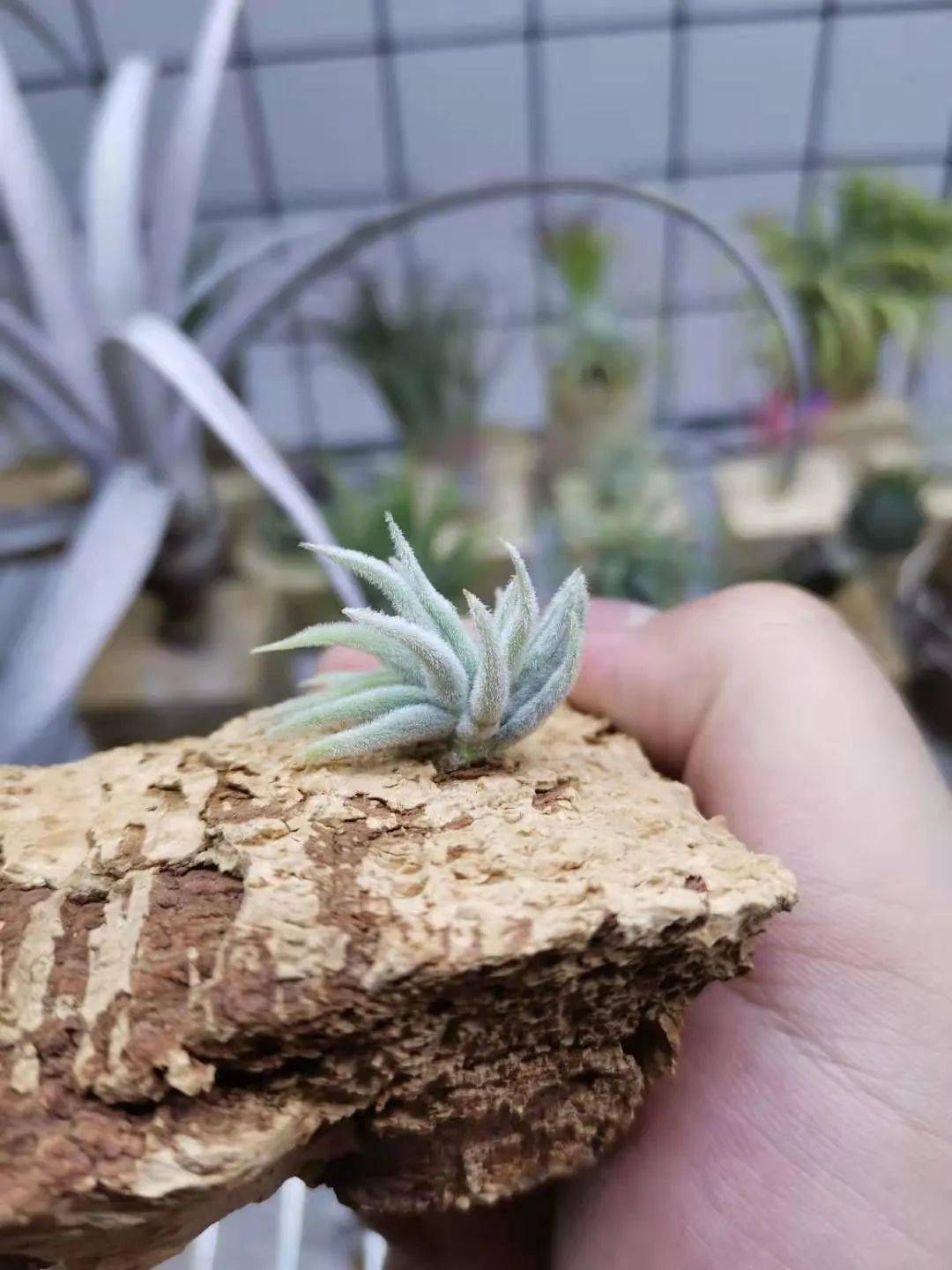 空气凤梨对人危害(空气凤梨的养殖方法和注意事项)