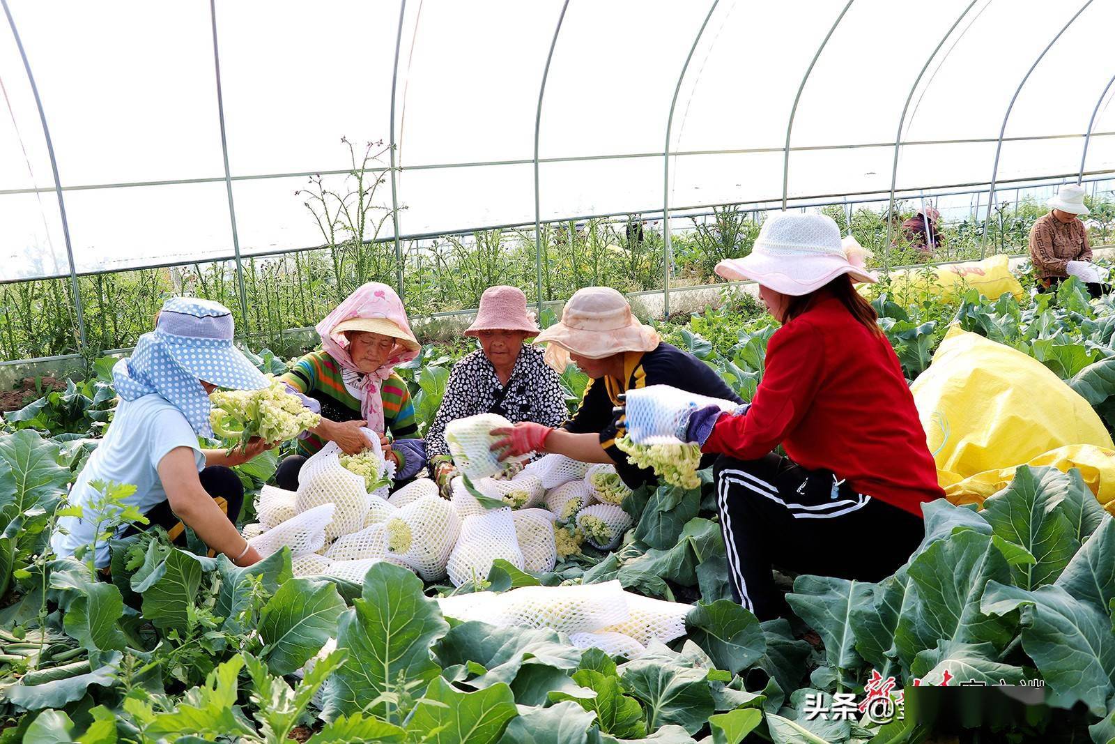 静宁县 有机菜花收获忙 种植 蔬菜 大棚