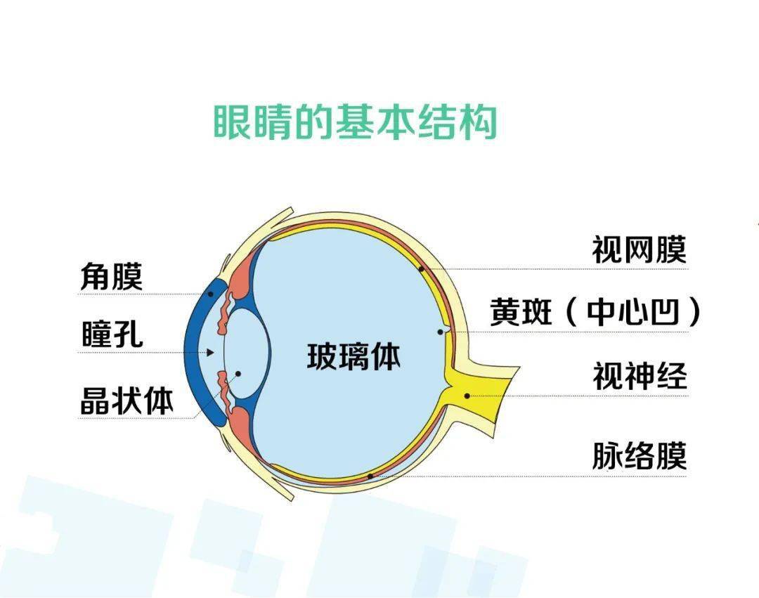 为什么近视手术前要停戴隐形眼镜