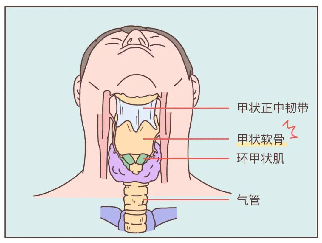 (女生慎入)_男性_聲帶_軟骨