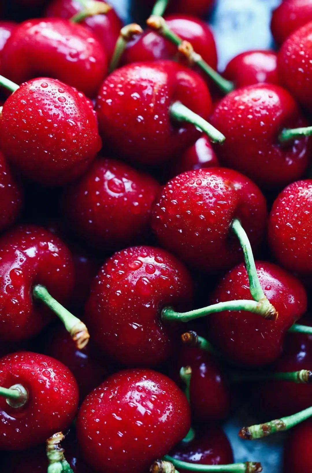 祝你金榜题名金叵罗樱桃樱你自豪