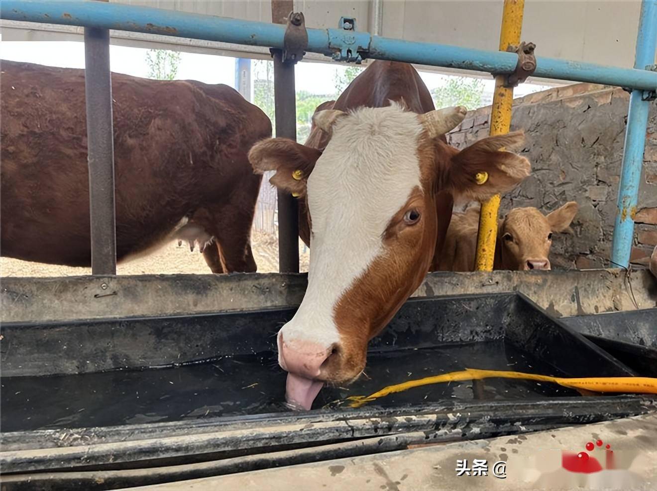 和富顺养殖专业合作社牛场场长冯有飞正在喂牛喝水 摄影 陈锵冯有飞也