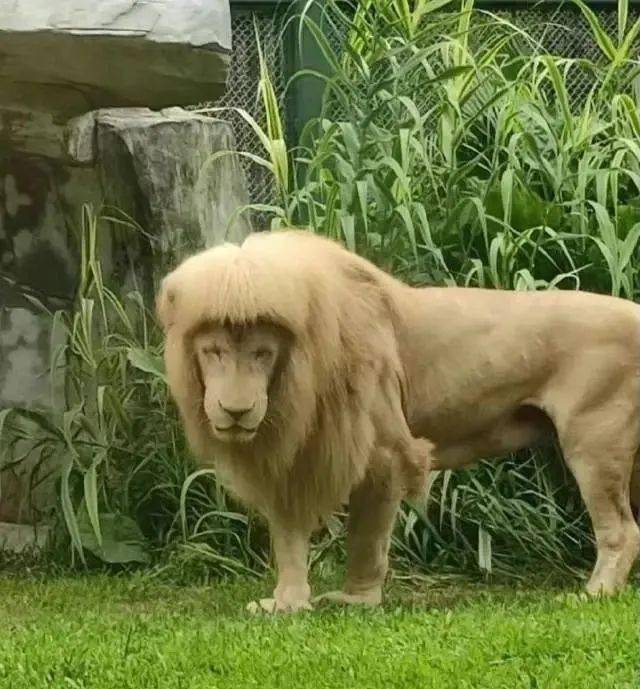 哈哈哈广州齐刘海的狮子火了动物园不敢剪它自己打理还会换发型