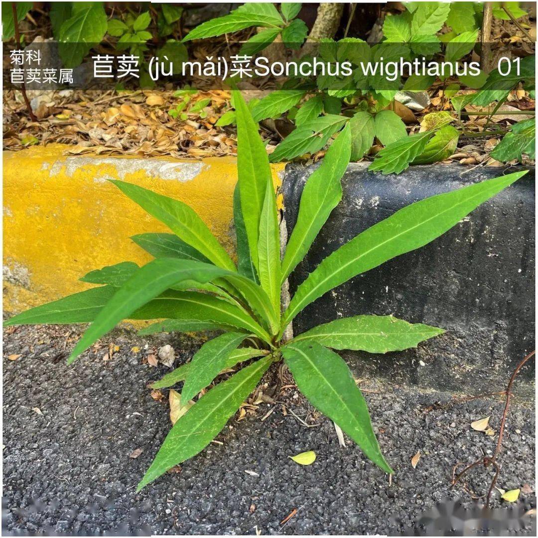 小霸王1(原生地美国)入侵植物小霸王2(来自新加拿大)日暖桑麻光似泼