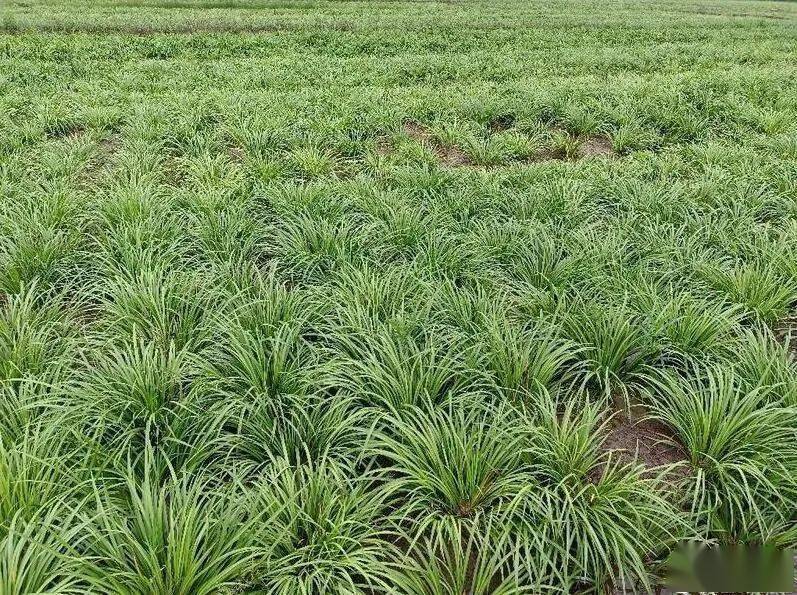 石菖蒲种植地块湖南省岳阳市华容县石菖蒲长势良好