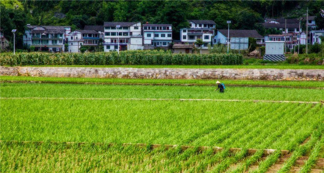 万峰林布依村寨 摄/夏俊杰门口的风景就像一幅田园画,微风袭来带着