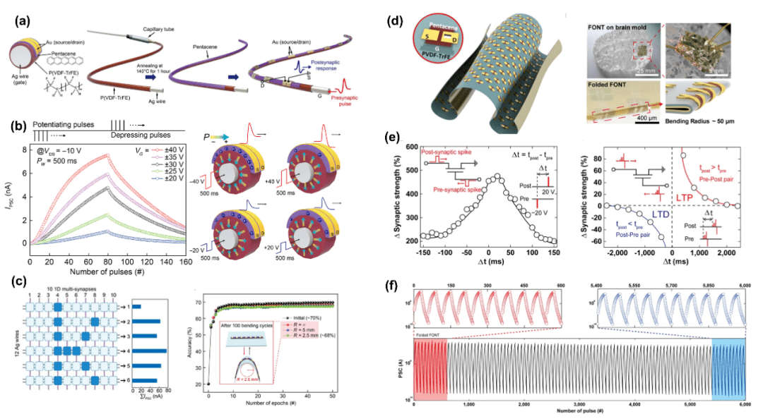 Appl. Phys. Rev.：铁电聚合物在神经形态计算中的应用_材料_器件_薄膜