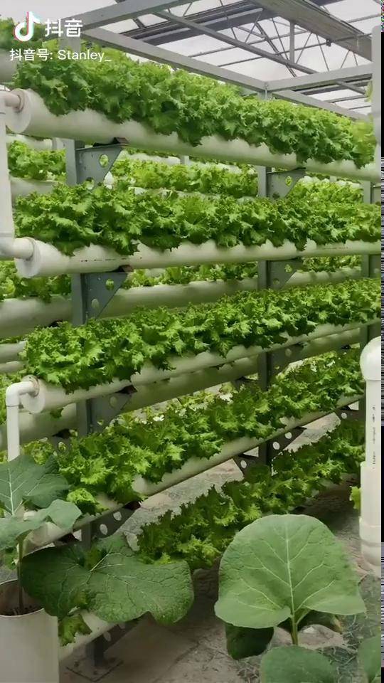 生菜熟了快来摘蚝油生菜无土栽培