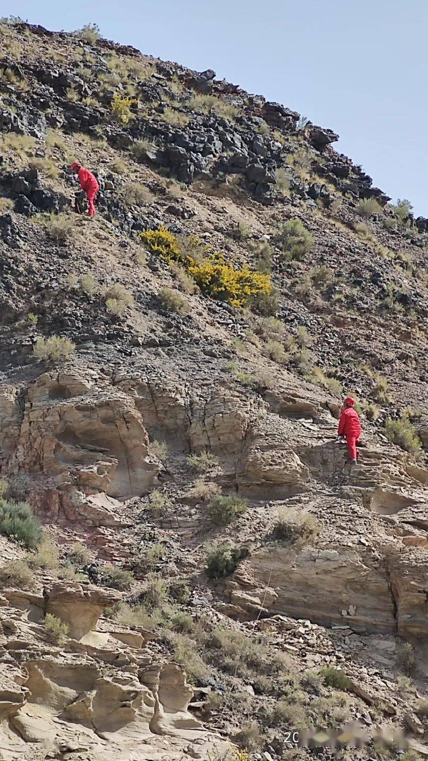 响起,地球物理公司华东分公司sgc2122队承揽的榆树岭三维项目圆满收官