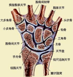 手足短骨解剖及常见疾病的影像学表现