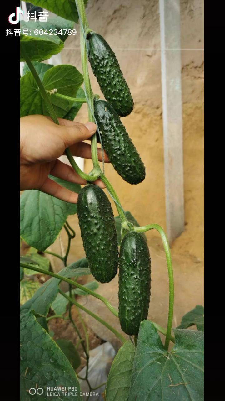 玛莎黄瓜真是好品种啊产量高抗病好口感佳