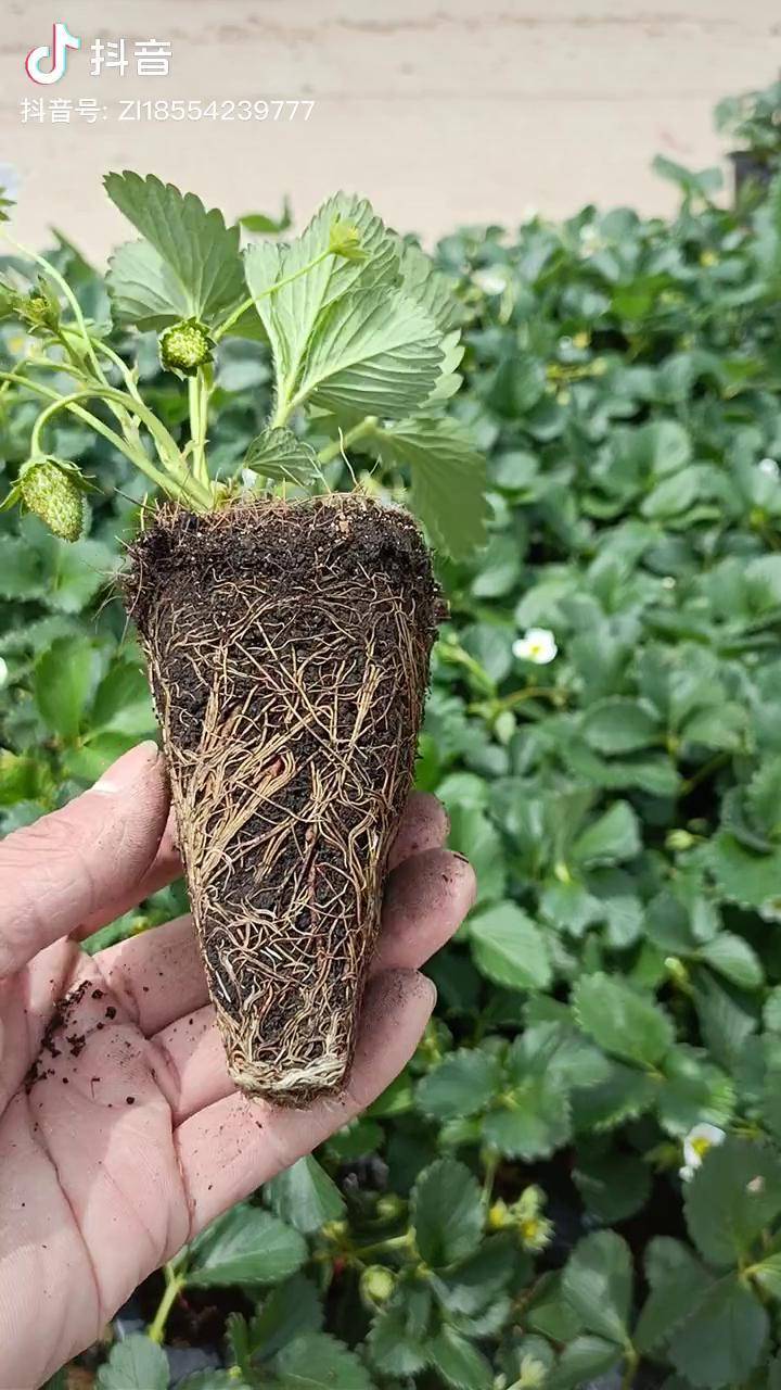 妙香三号草莓苗基地,产量高好管理!草莓苗育苗基地 草莓苗种苗