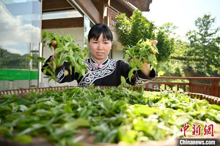 俯瞰广西千亩生态茶园 茶农山巅制茶香