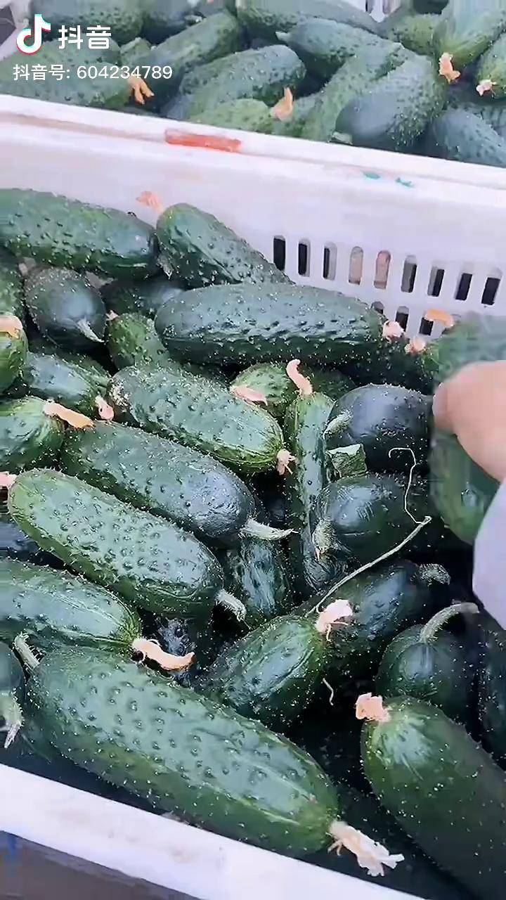 抖音助农农业种植玛莎黄瓜这个品种有没有种植的种子大量出