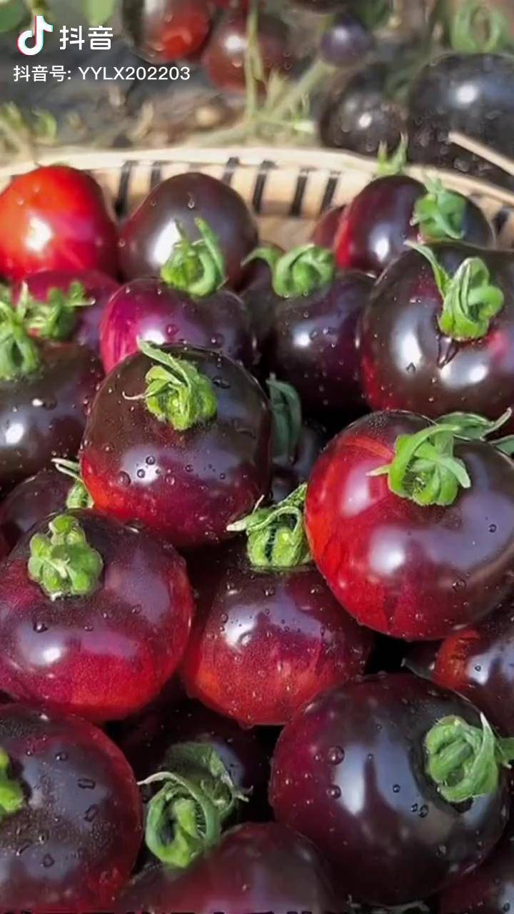 黑番茄糖度高耐寒适合南北方栽种全国蔬菜推荐官