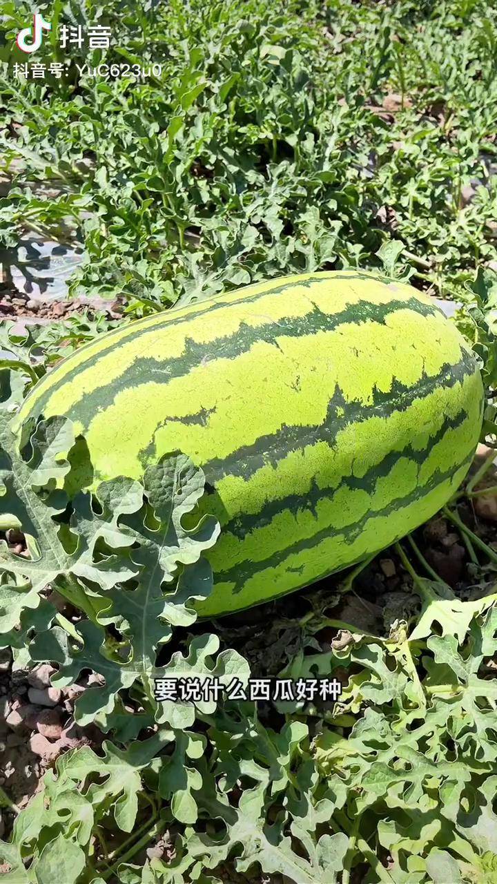 什么地瓜好种就是这个懒汉大西瓜西瓜种植懒汉西瓜