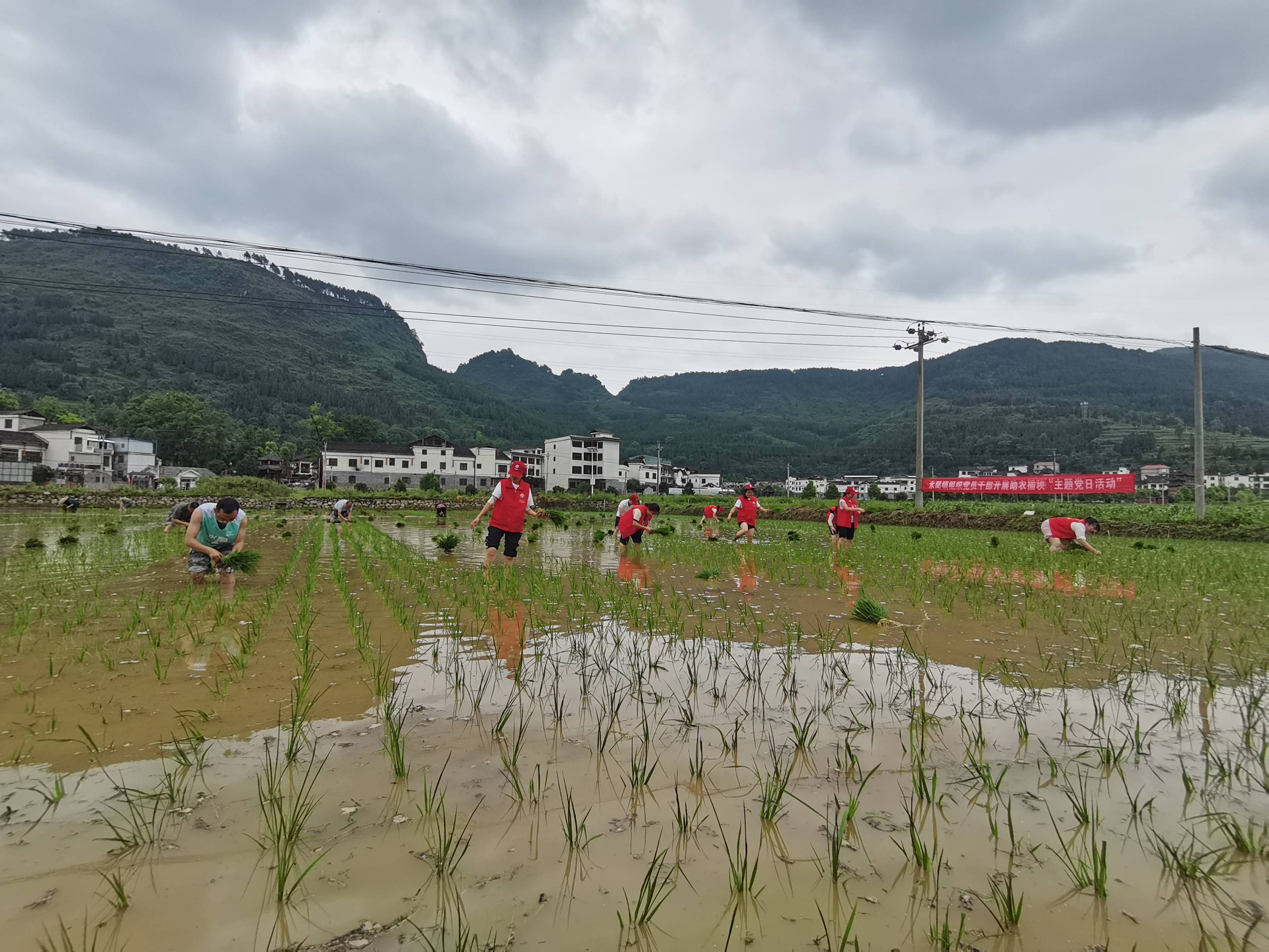 岑巩县水尾镇:助农插秧搭建"干群连心桥"_活动_服务_群众