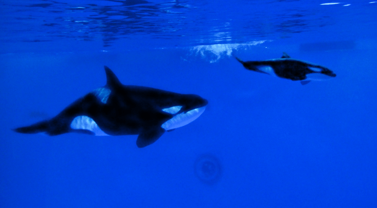 新生美好侬好小虎鲸海昌海洋公园虎鲸宝宝首次曝光