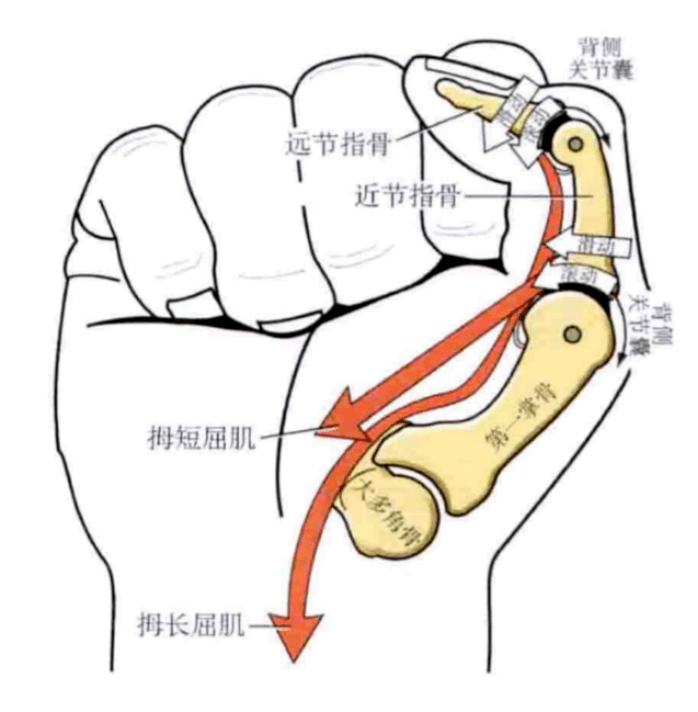 桡骨骨折手指活动图图片