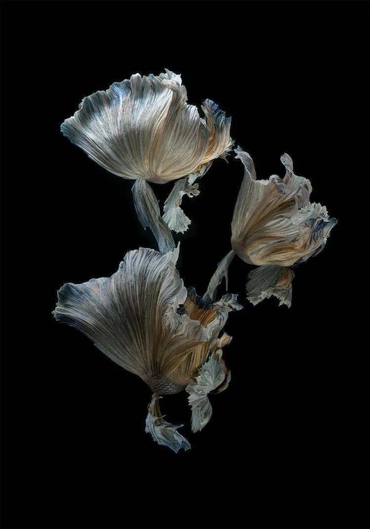 难得一见的斗鱼开屏,才真正让人感到惊艳_维萨鲁特·安加_塔瓦_摄影