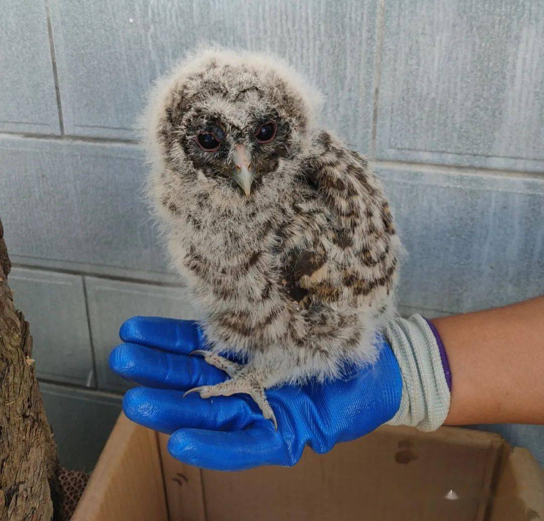 陕西太白山国家级自然保护区管理局蒿坪保护站救助一只落水的灰林鸮_
