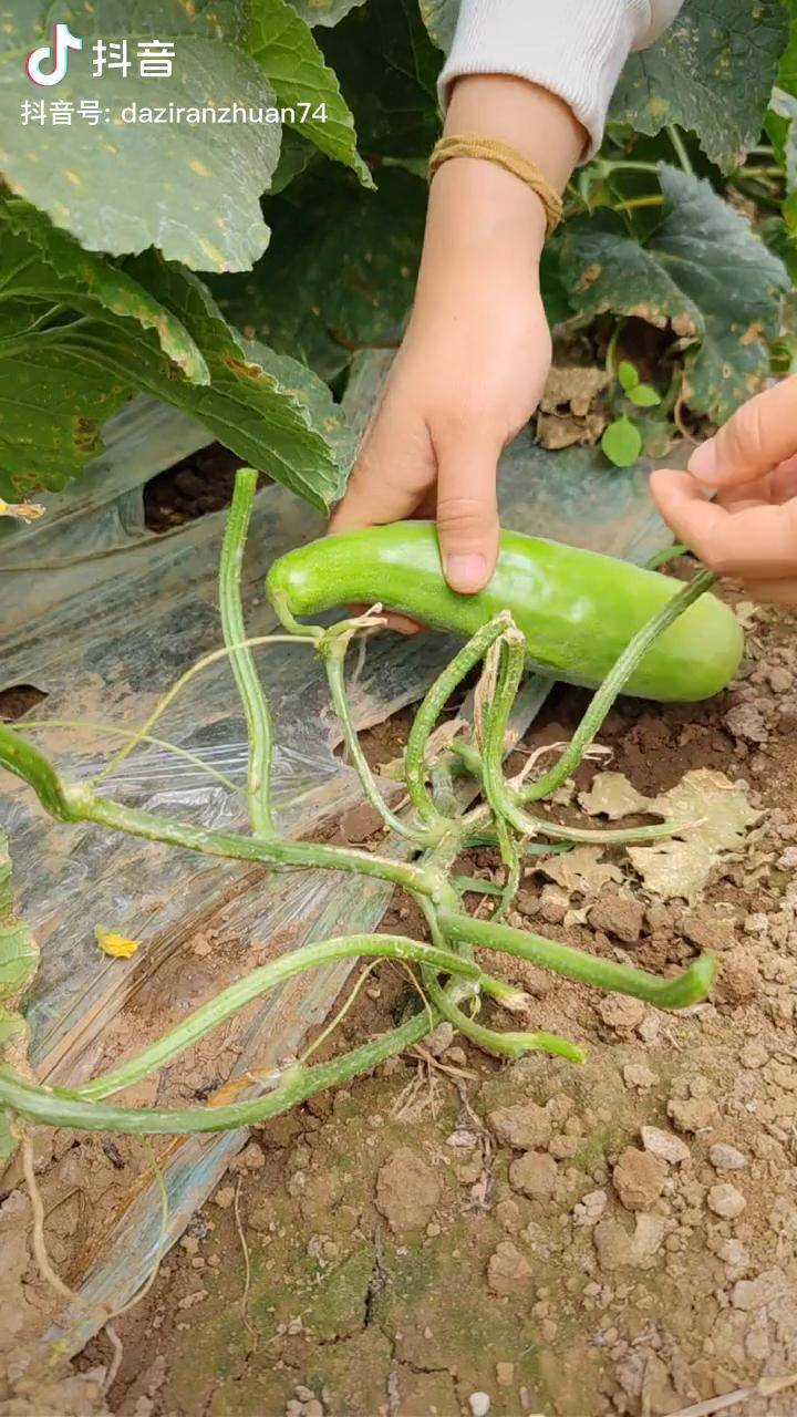 甜瓜根瓜要不要摘掉种植小技巧三农dou小助手巨量千川