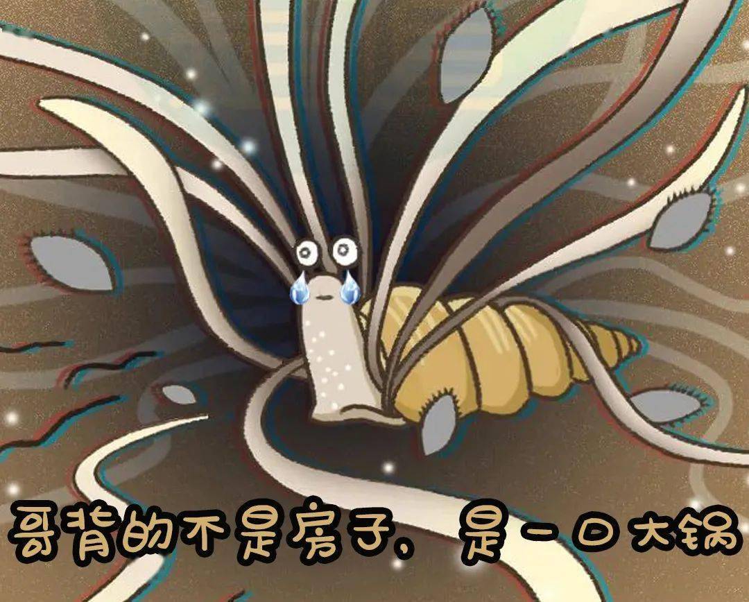 钉螺_血吸虫_宿主