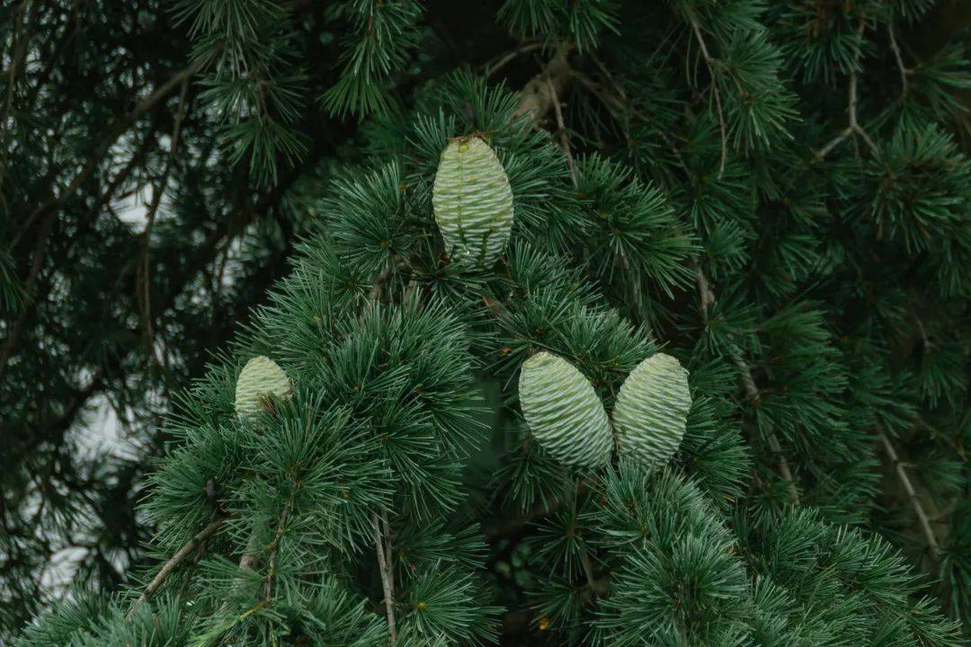 小饺科普雪松果,即雪松所结的果实.
